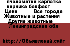 пчеломатки карпатка карника бакфаст F-1 › Цена ­ 800 - Все города Животные и растения » Другие животные   . Ленинградская обл.